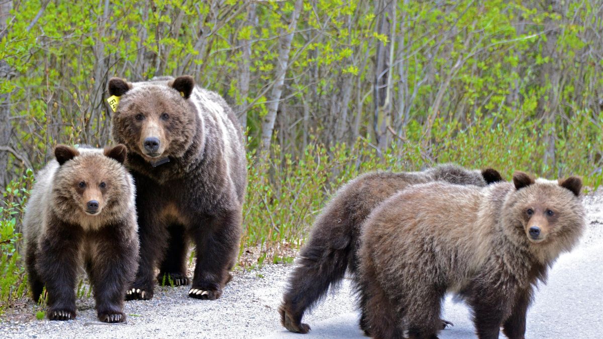 BEAR