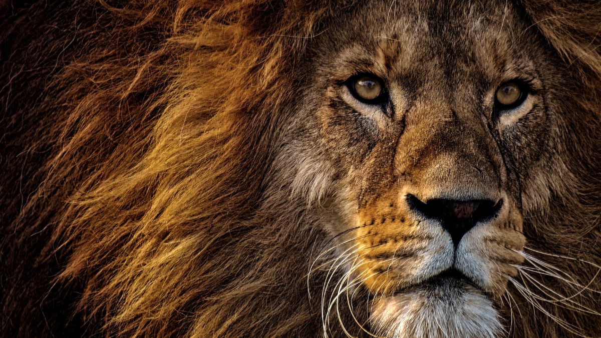 lion