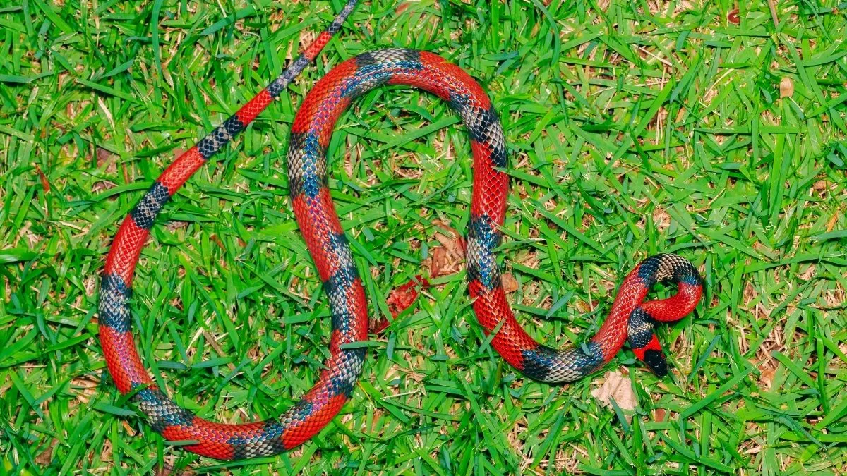 Which Country Has No Snakes?