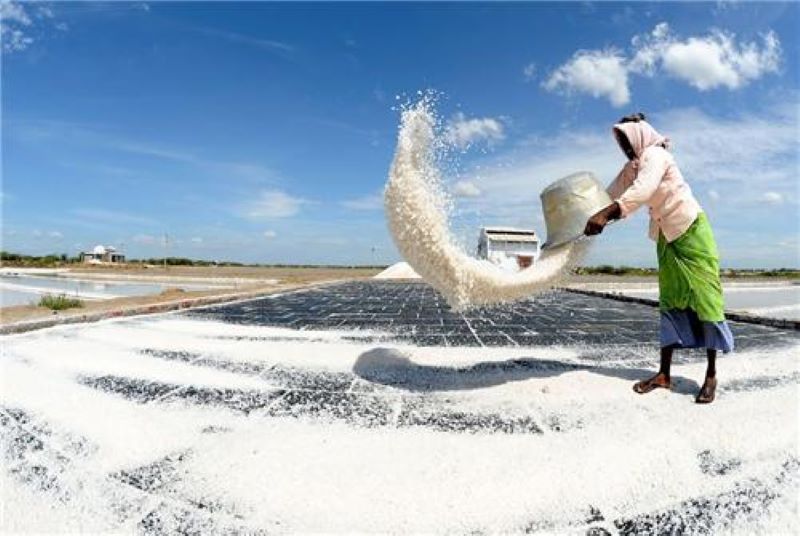 Thoothukudi salt capital of india