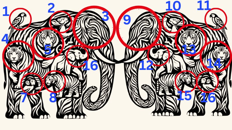 How many animal can You see-solution