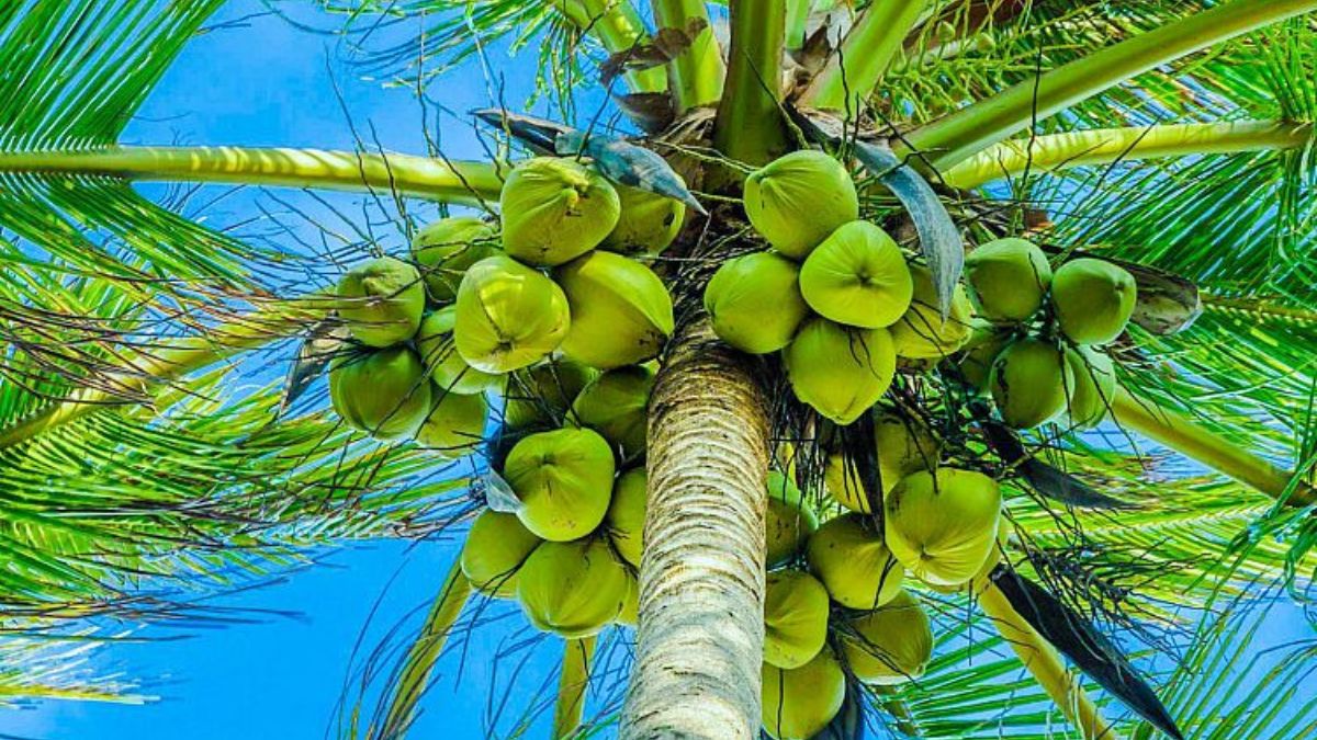 coconut trees (1)