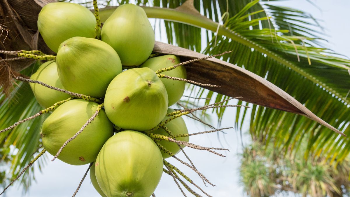 coconut trees