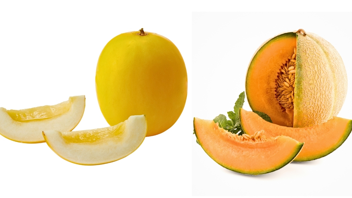 Sun Melon vs Musk Melon (1)