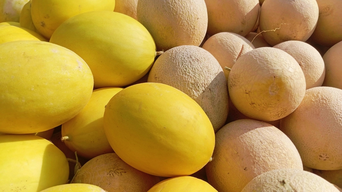 Sun Melons
