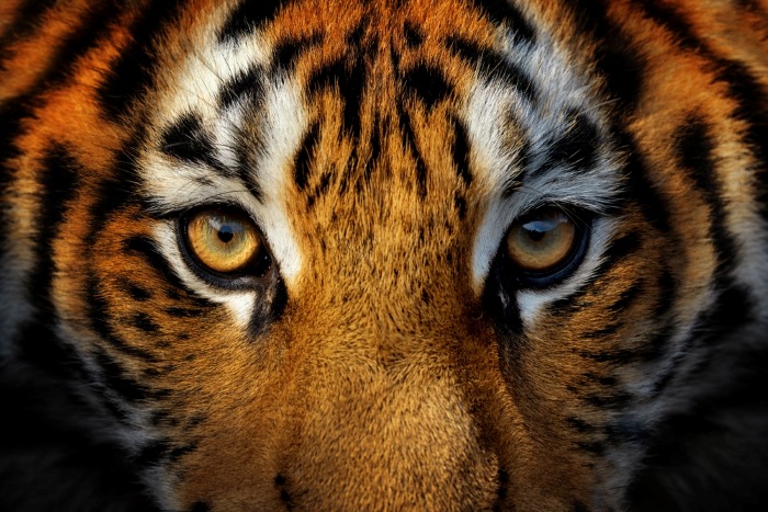 tiger-capital