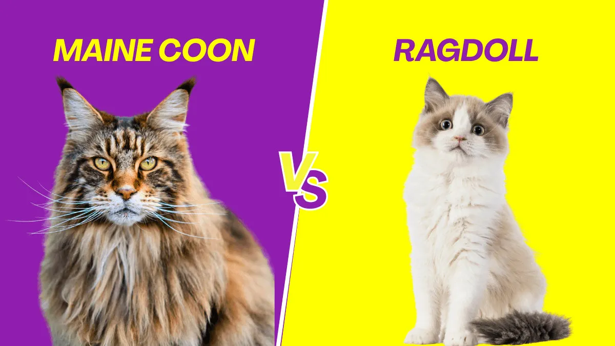 Maine Coon vs Ragdoll: Check the Differences Here!