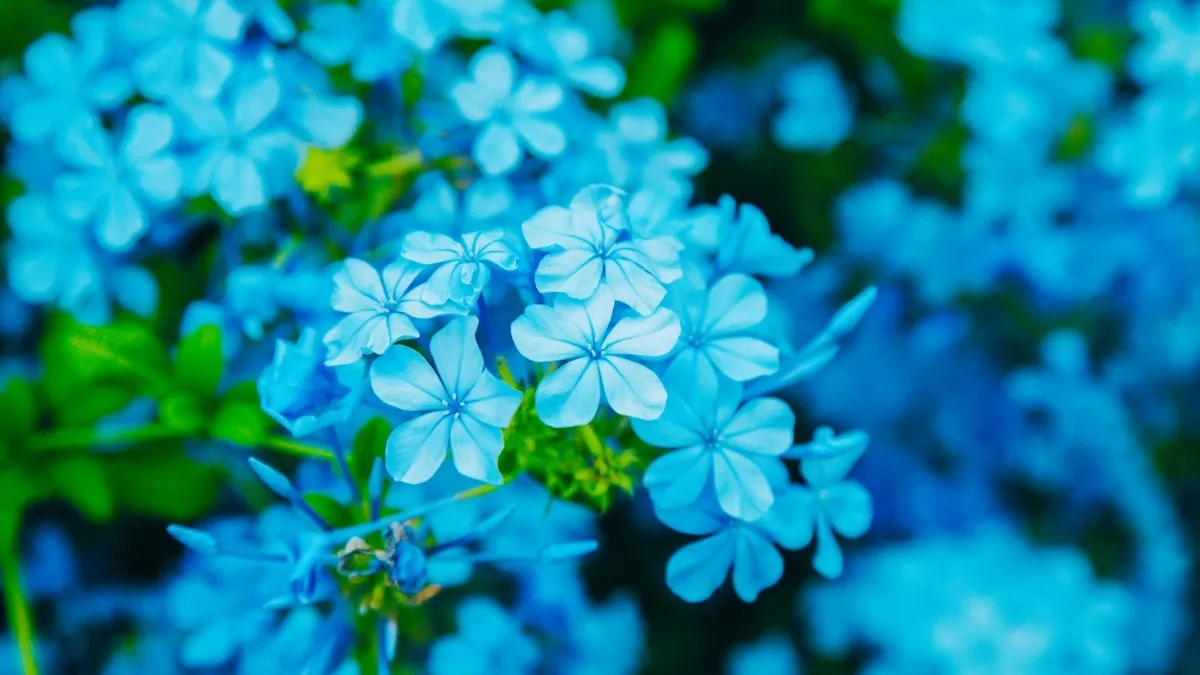 Calm Blue Have You Ever Felt Calm After Seeing the Color Blue: Know Why That Happens?