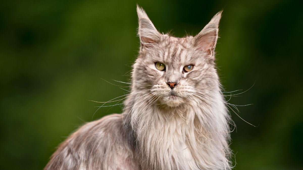 maine coon cat
