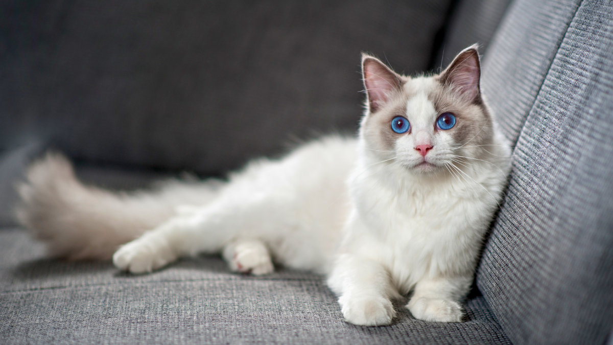 ragdoll cat