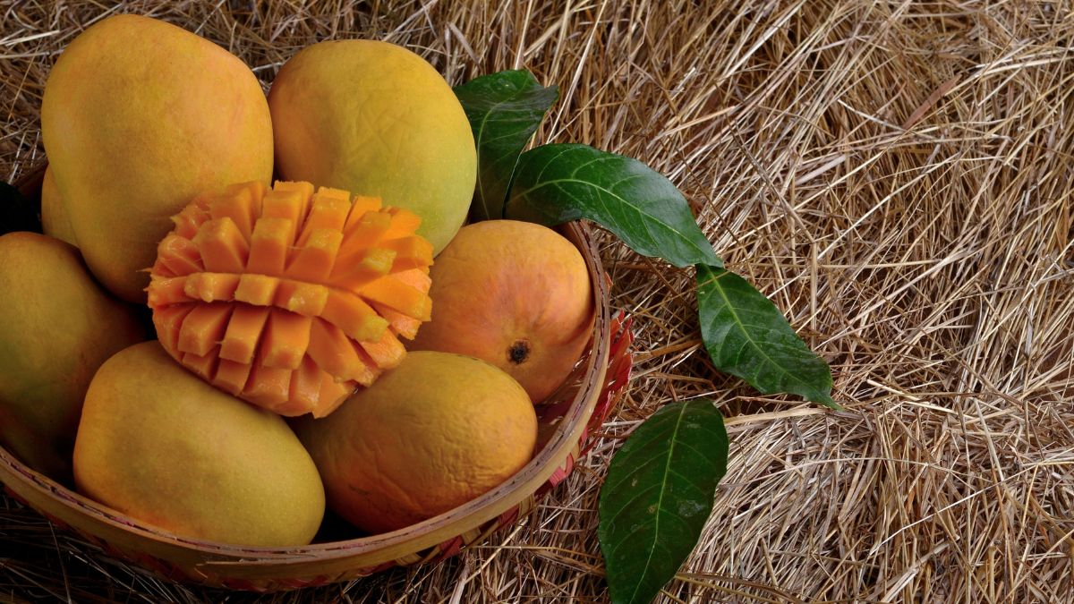 alphonso