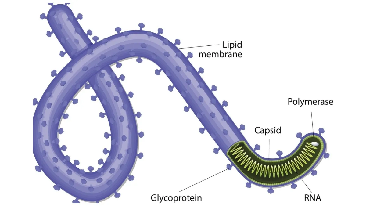 What is the Ebola Virus? Origin, Symptoms, Variant, Prevention and latest Outbreak in DRC