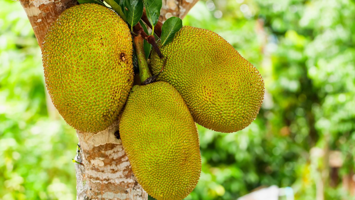 largest jackfruit producer