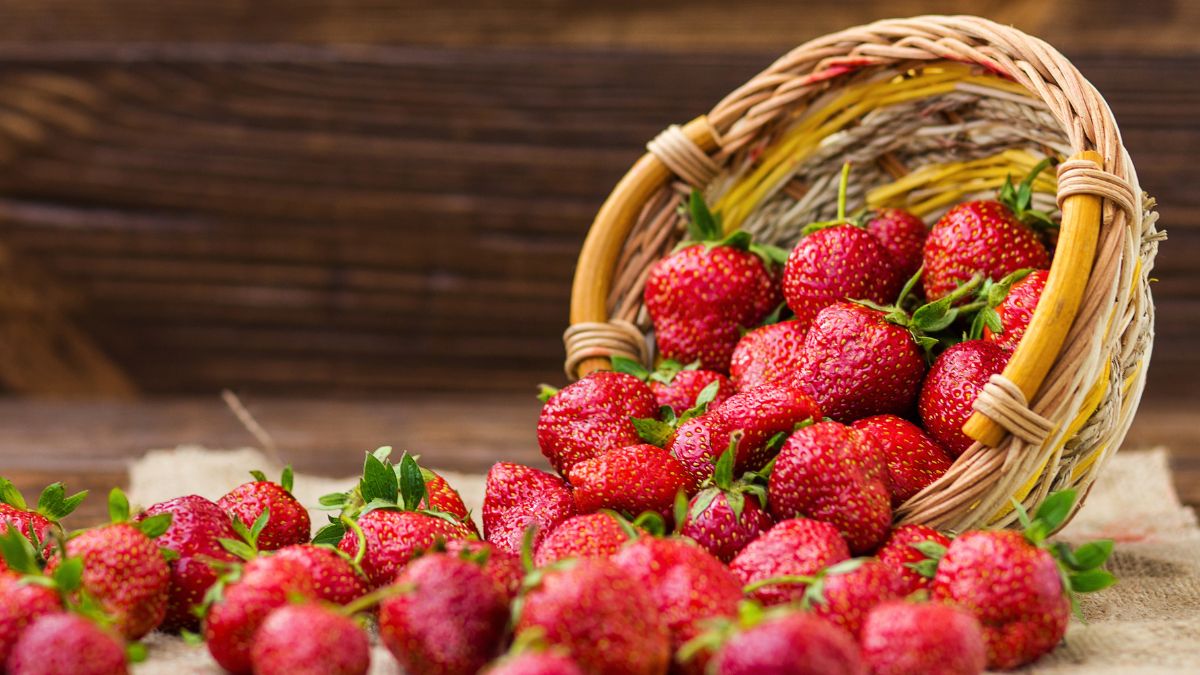 strawberry capital