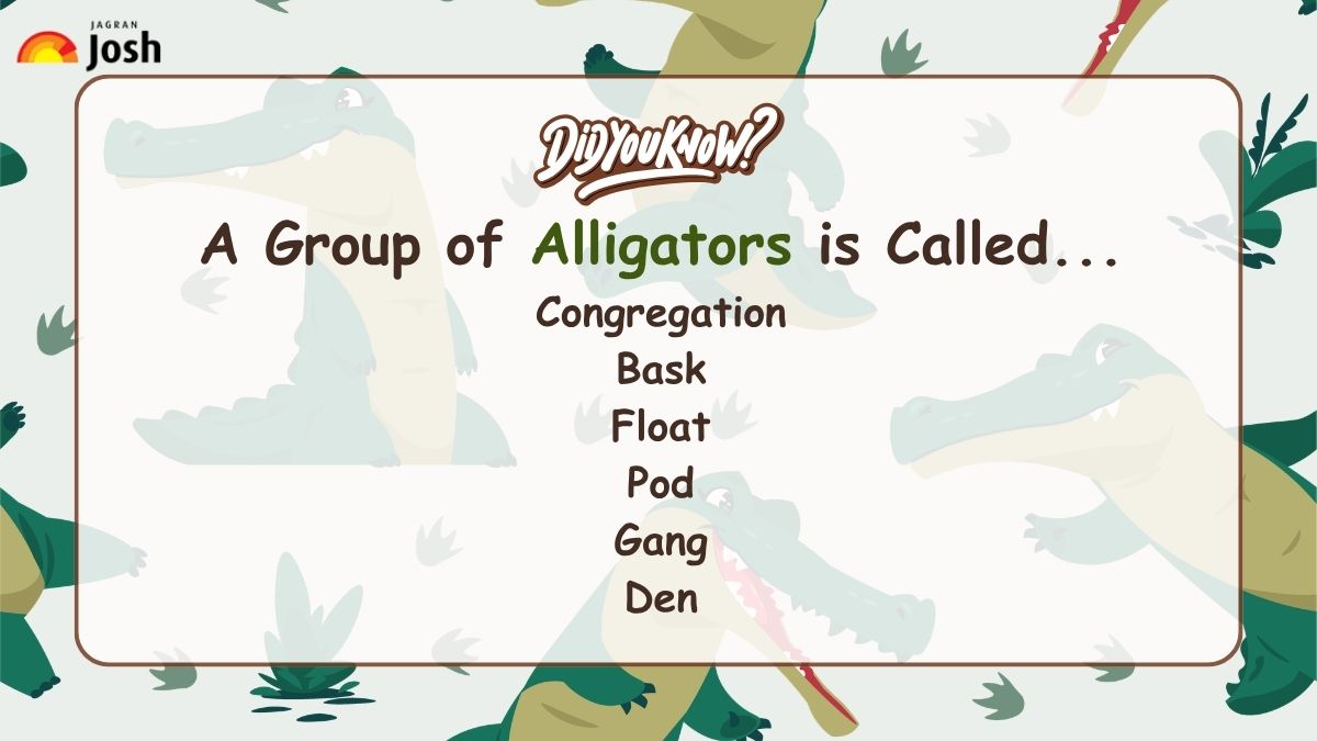 A group of Alligators is called