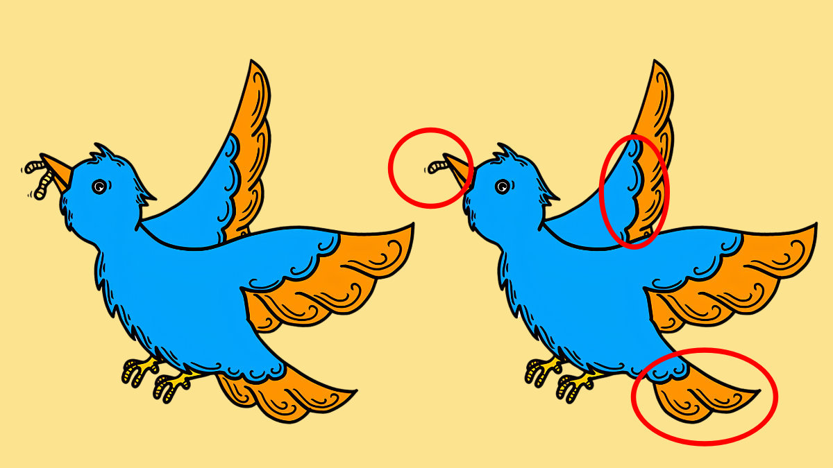 Spot 3 Differences Bird Flying with worm solution