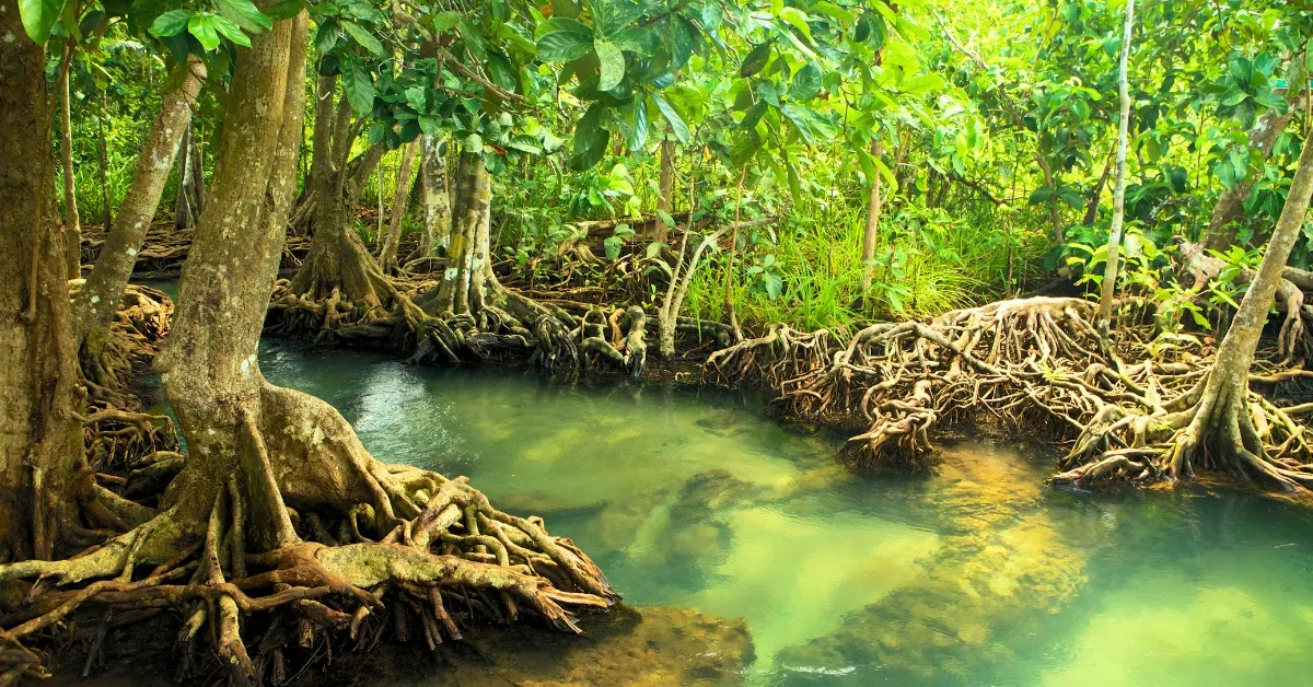 Which Country Has The Largest Mangrove Cover In The World?
