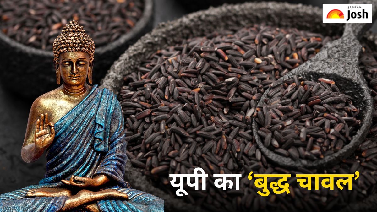 यूपी का बुद्ध चावल