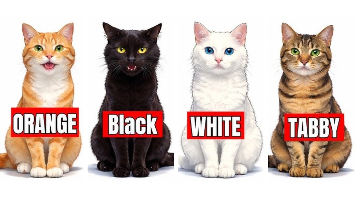Cat Personality Test: Your Favourite Cat Reveals Your Hidden Traits