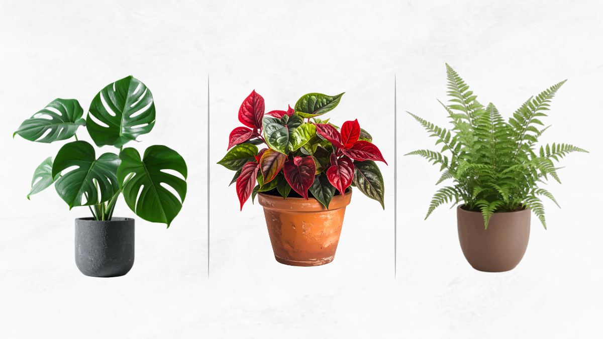 PLANT C