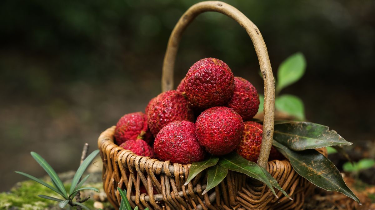 litchi producer (1)