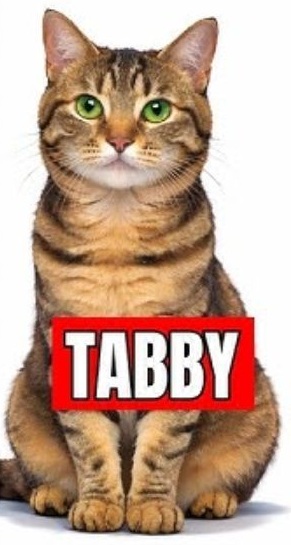 pick-a-cat-personality-test-tabby-cat