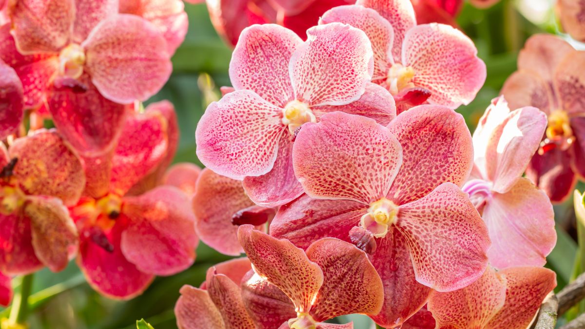 red vanda