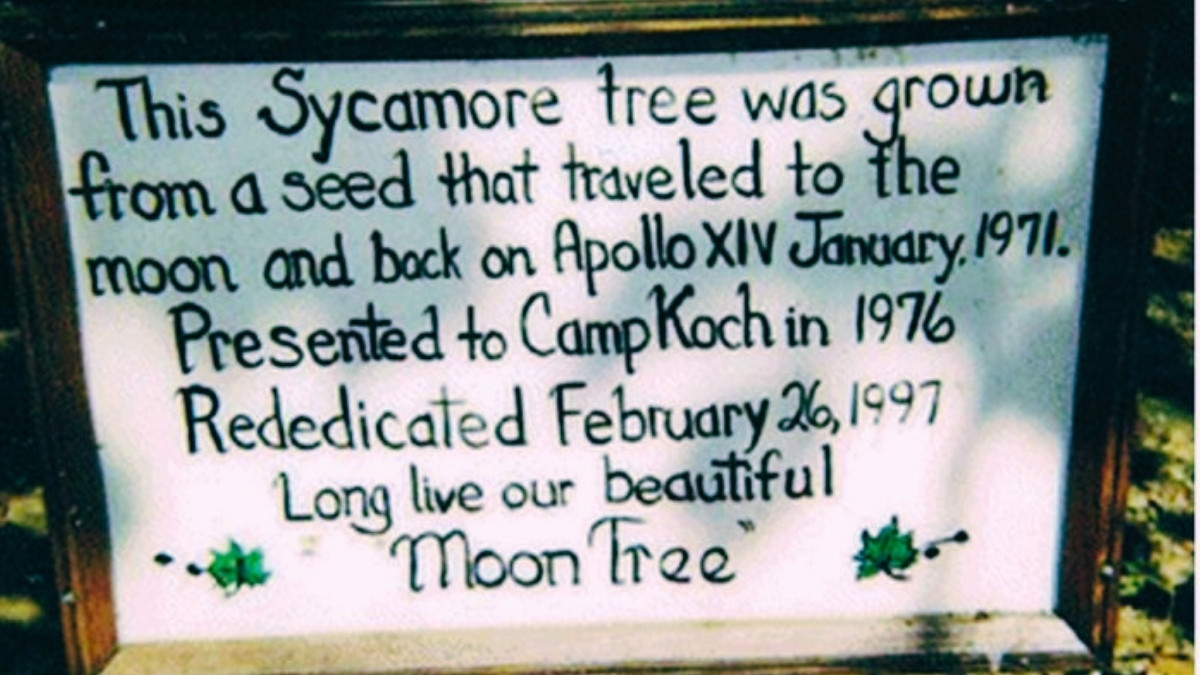Moon Trees (2)