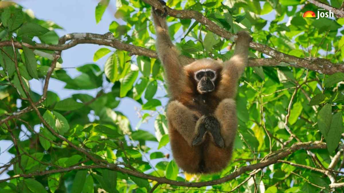 Only Ape with India