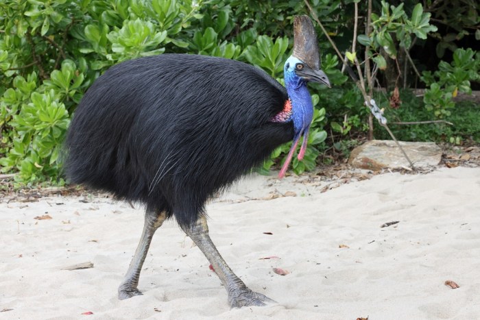 cassowary