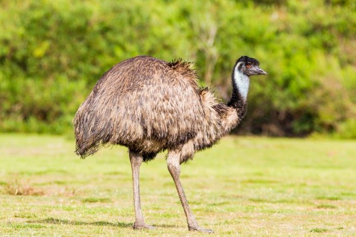 emu