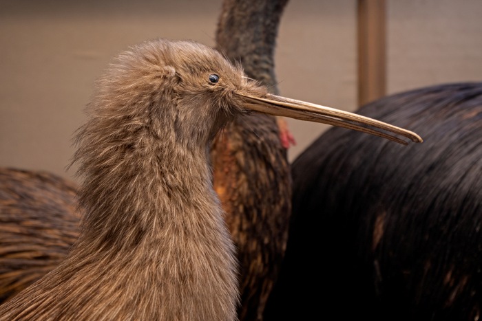 kiwi