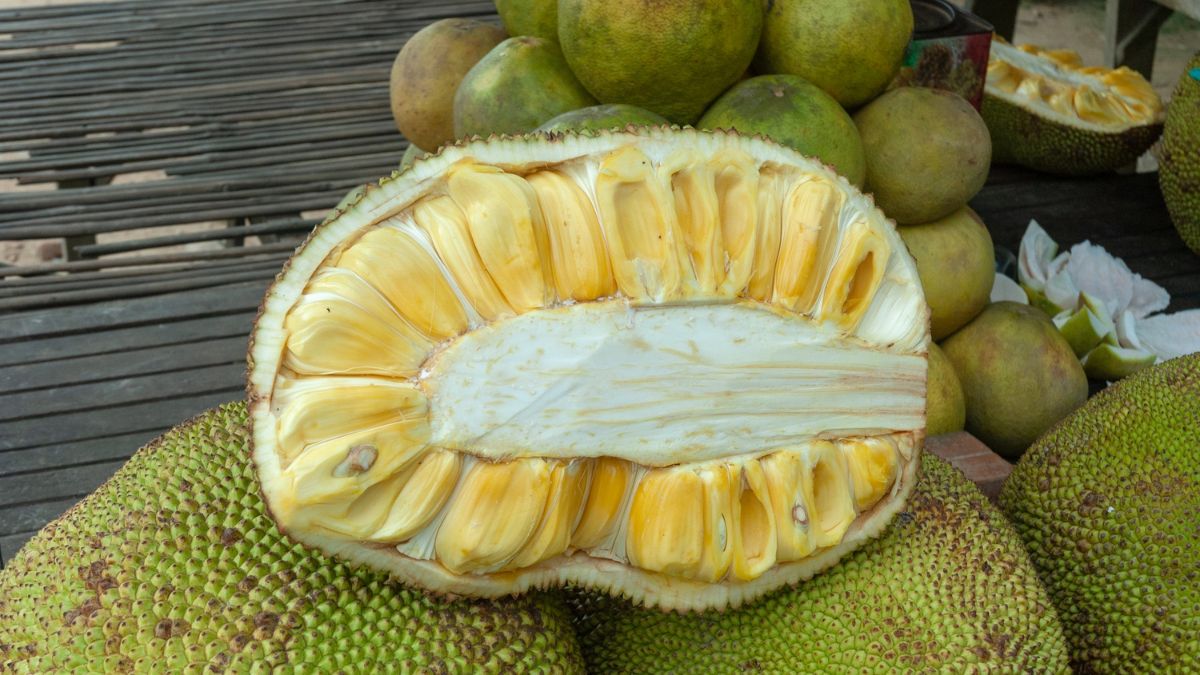 largest jackfruit producer in the world