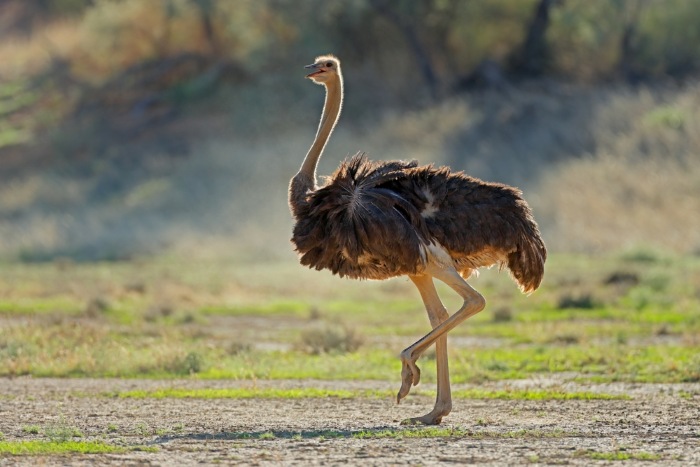 ostrich