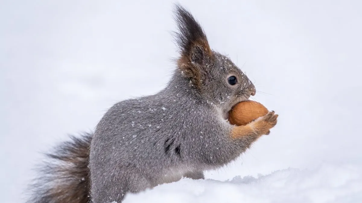 Archaeologists Reconstruct Lost Ice Age World using 700,000-year-old Squirrel Poop