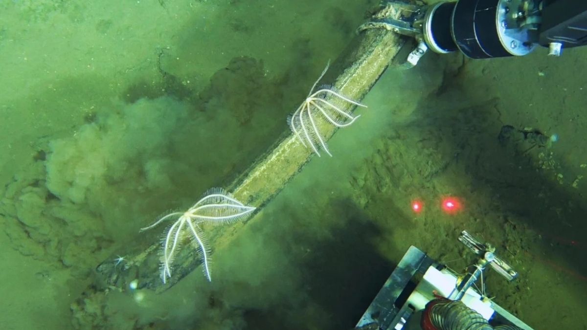 Oldest Whale Graveyard