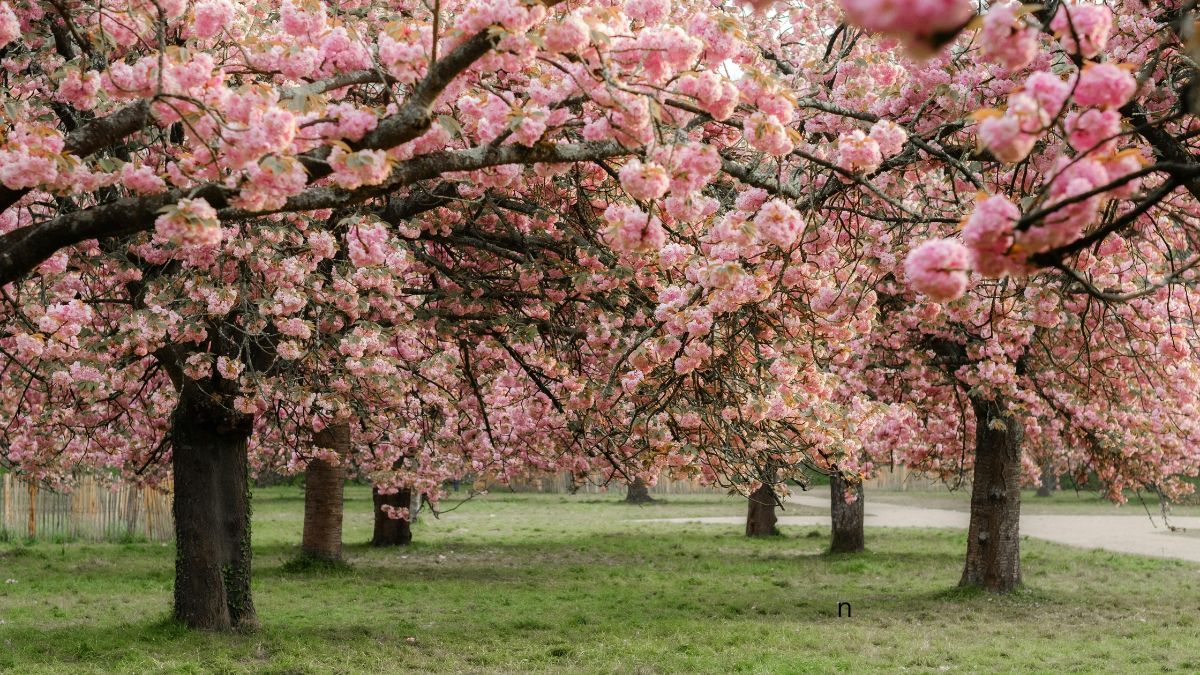 cherry blossom (1)