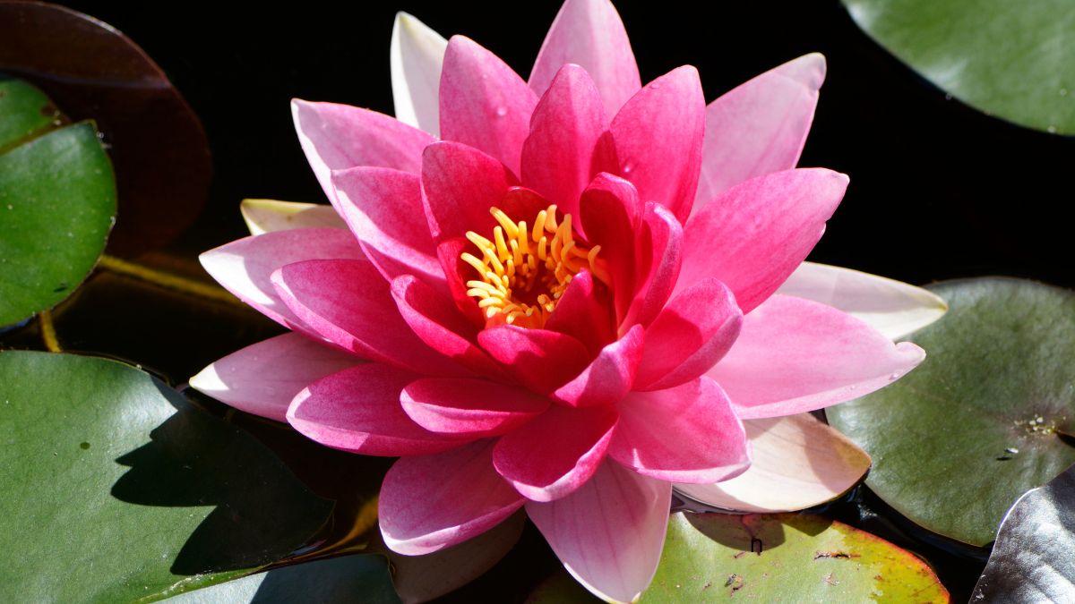 lotus
