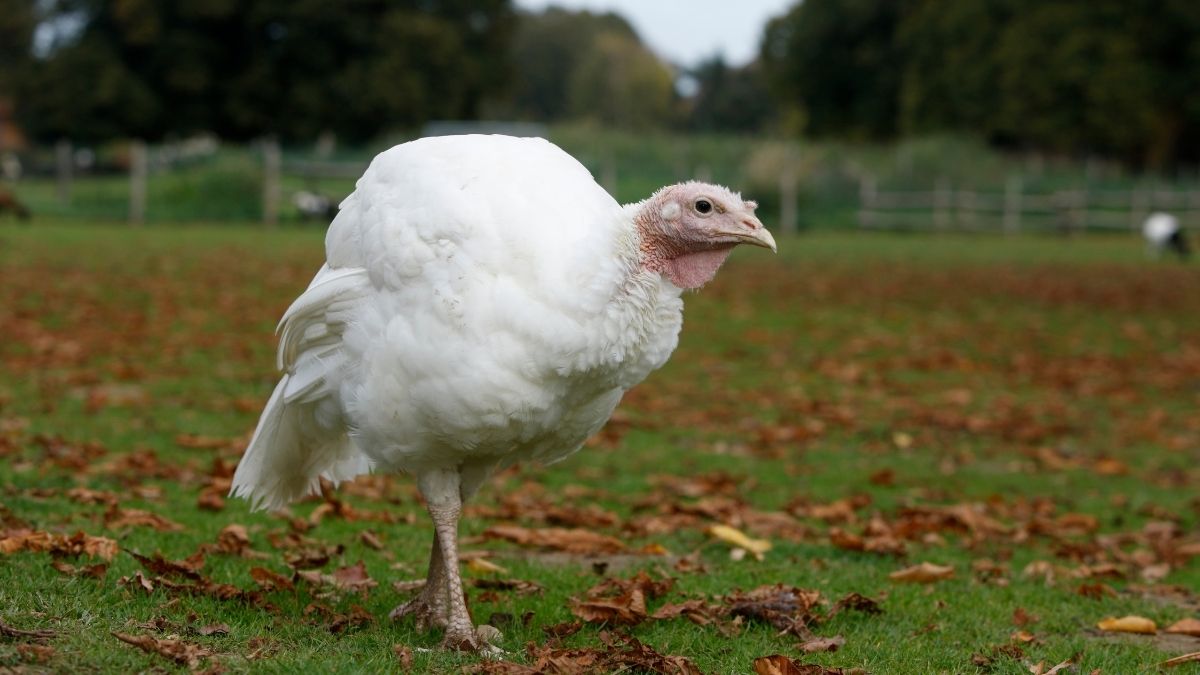 Domestic Turkey Dumbest Animals in the World