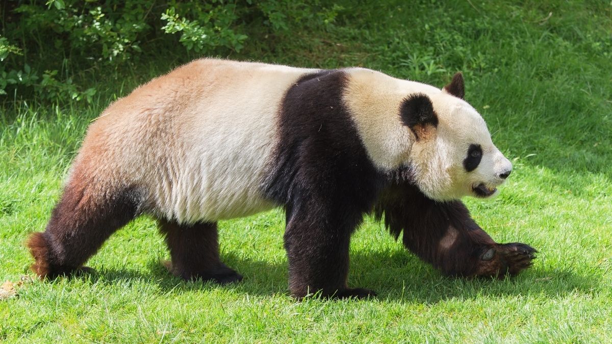 Giant Panda Dumbest Animals in the World