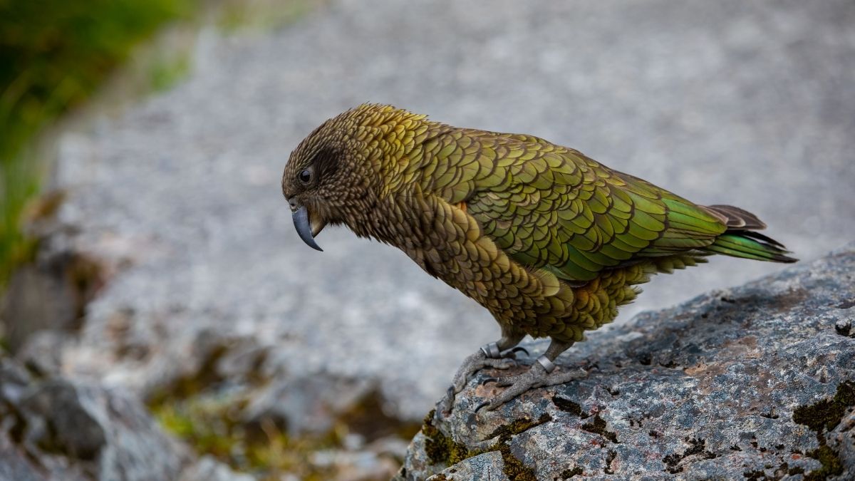 Kakapo Dumbest Animals in the World