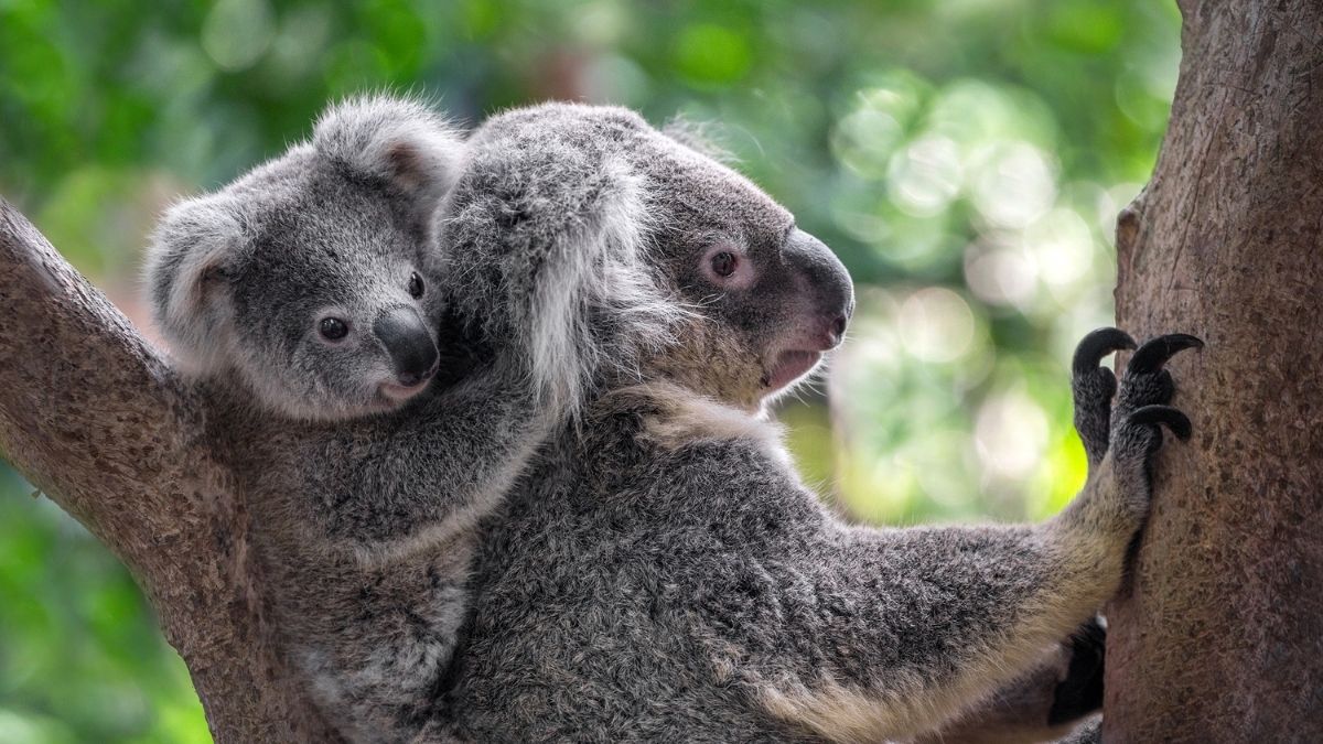 Koala Dumbest Animals in the World