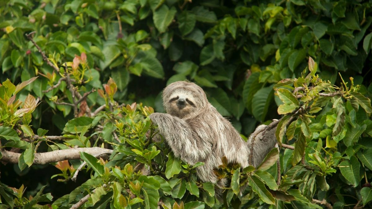 Sloth Dumbest Animals in the World