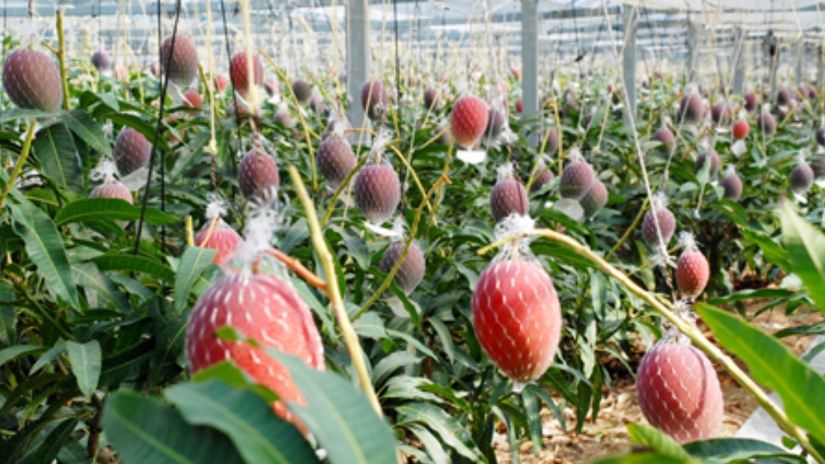 Ayodhya Farmer Offers World's Costliest 'Miyazaki' Mango to Lord Ram