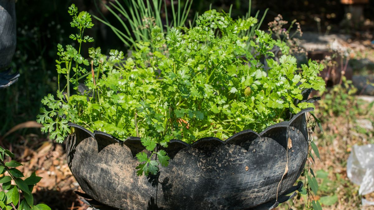 Coriander