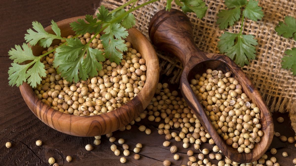 largest Coriander producer