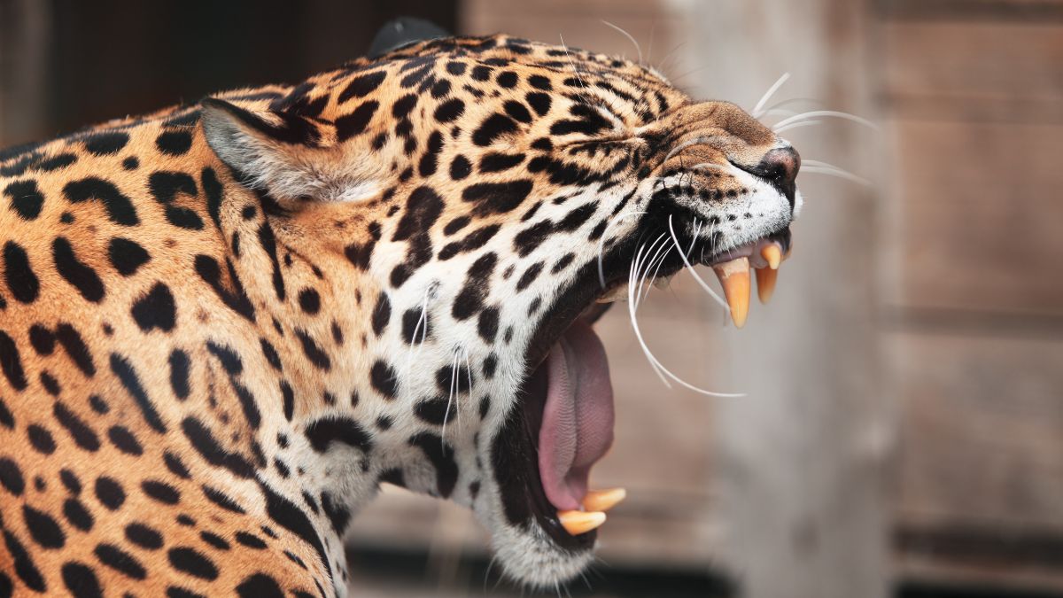 tiger