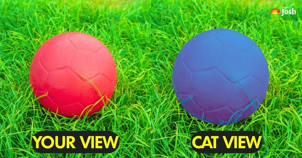 your-view-cat-view
