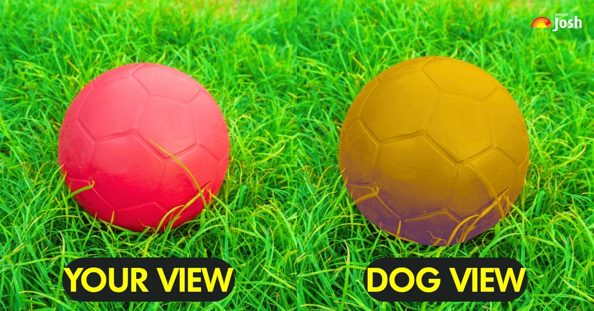 your-view-dog-view