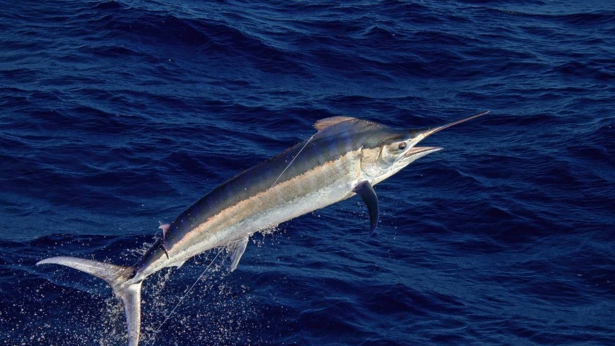 Black Marlin Animals Faster than Cheetah